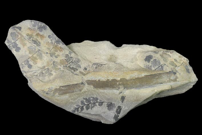 Pennsylvanian Fossil Fern (Sphenopteris) Plate - Kentucky #143713